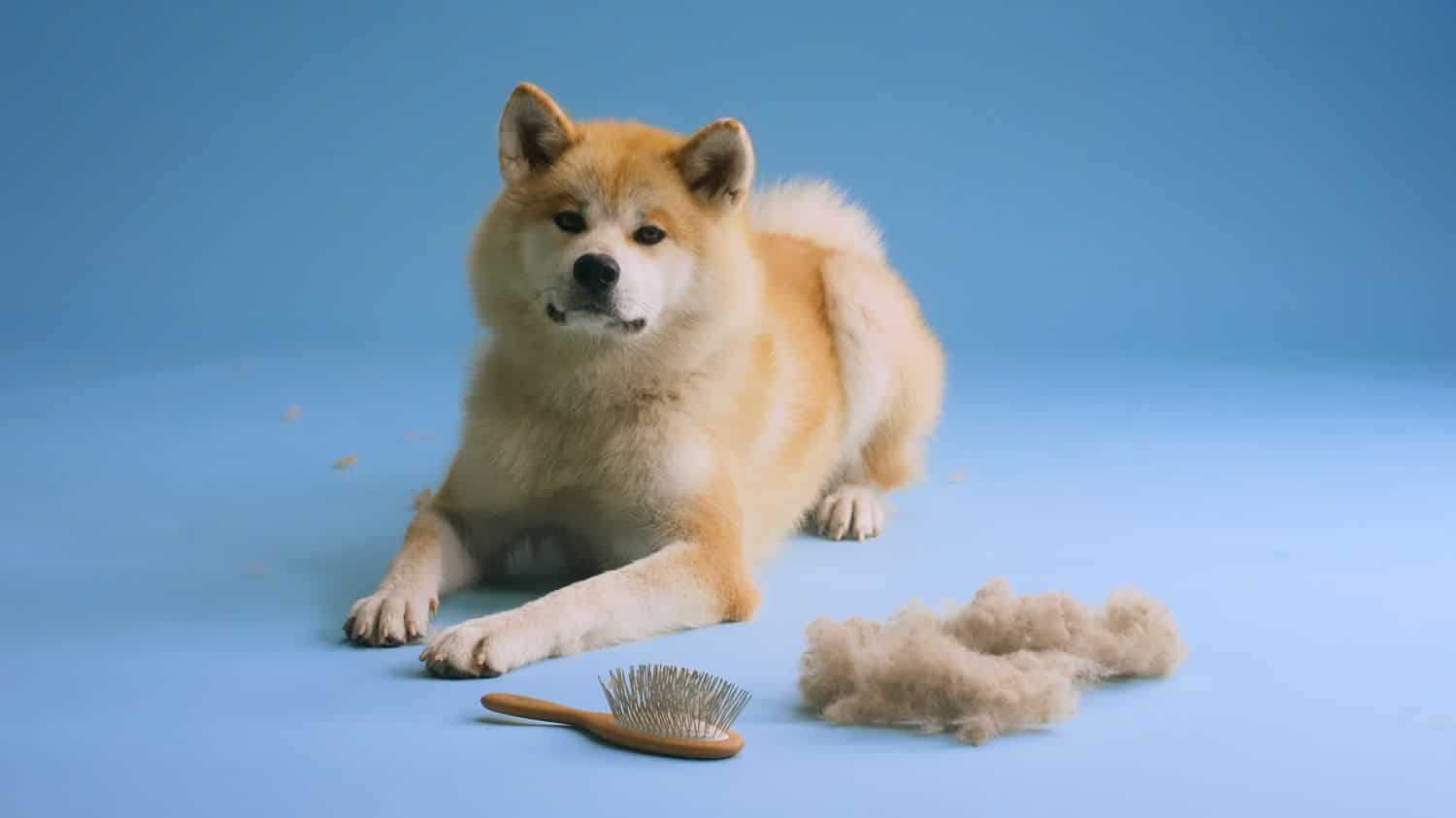 Japanese Akita Inu puppy posing with brush and excess fur in front, looking at the camera after being groomed on a blue studio background