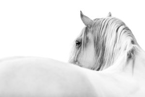 Discover the Truth About White Horses Picture