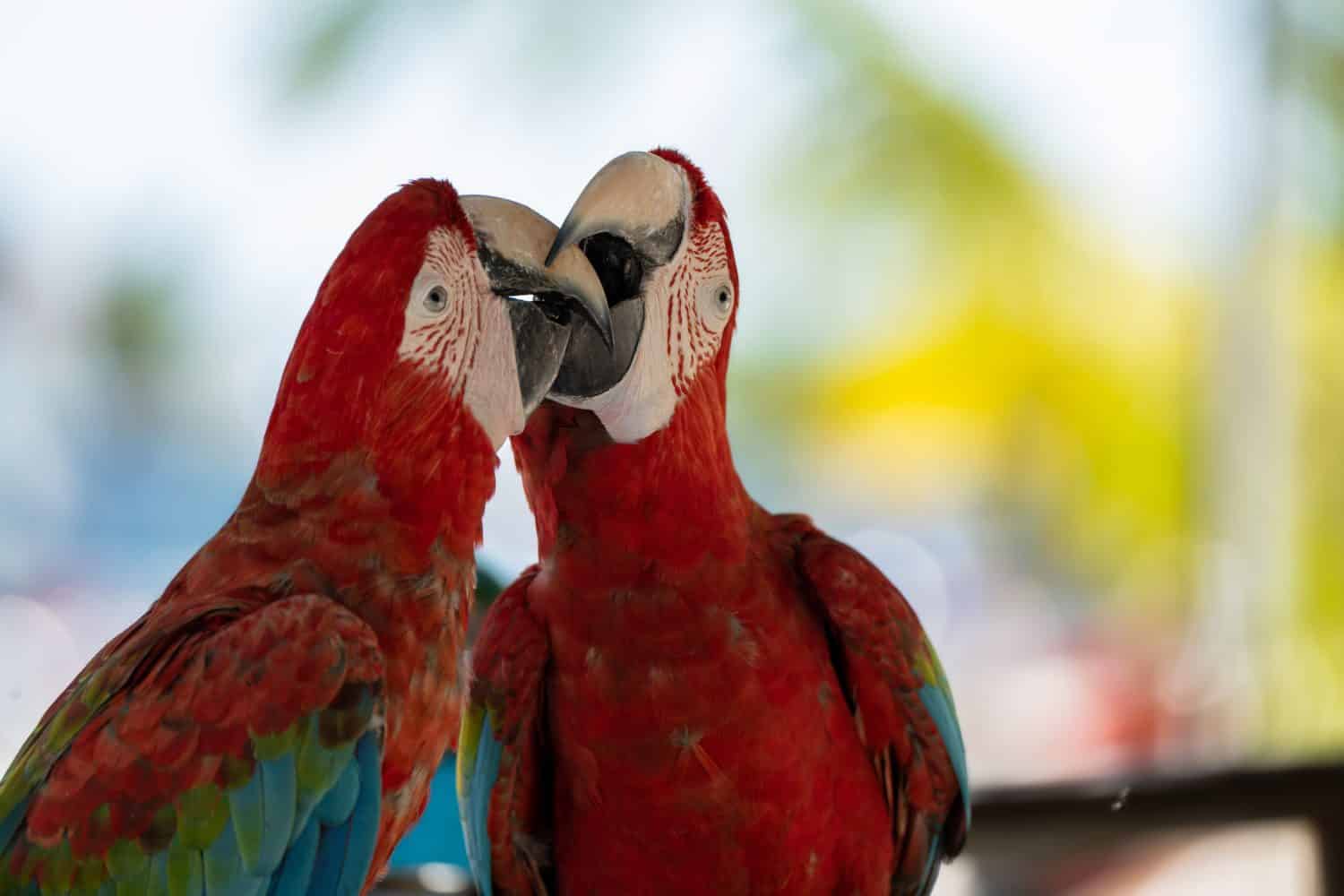 Pair of colorful Macaws parrots, Ara parrots ,Scarlet Macaw two birds perched on on the branch with blurred background