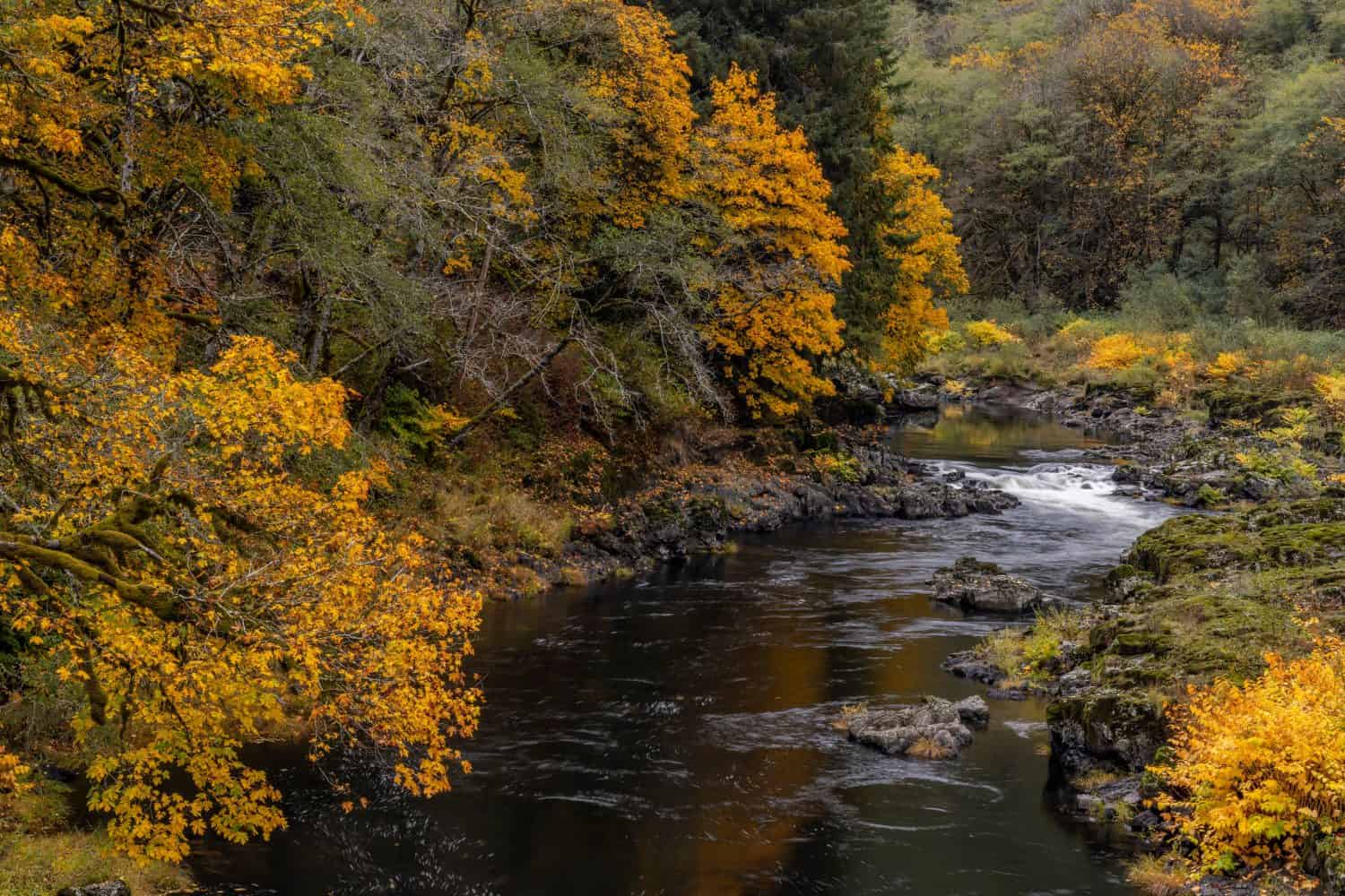 Fall color along the Nehalem River in the Tillamook State Forest, Oregon, USA