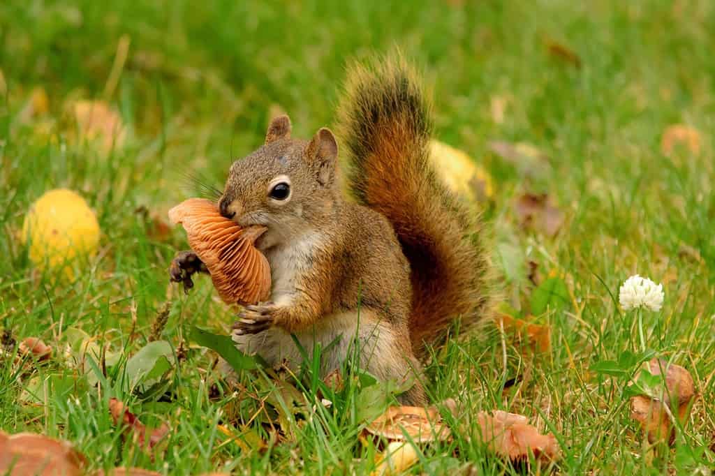 American red squirrel is eating an orange mushroom on the green lawn yard with yellow fallen leaves in autumn.