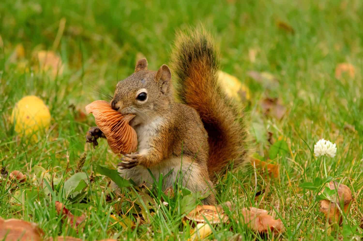 American red squirrel is eating an orange mushroom on the green lawn yard with yellow fallen leaves in autumn.