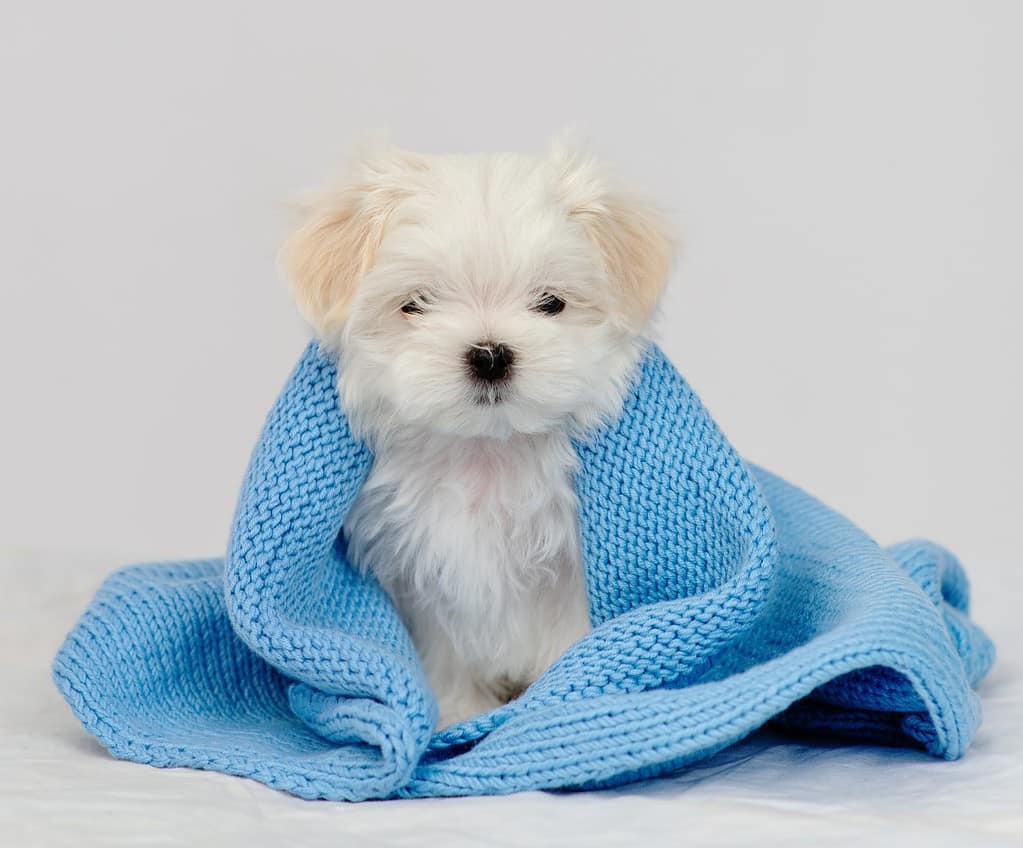Maltese puppy sitting on a white bed wrapped in a blue knitted blanket. Cozy autumn concept