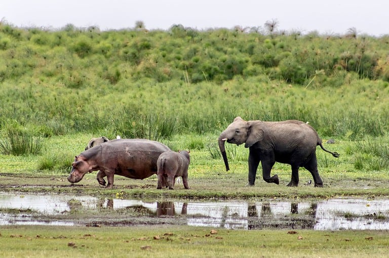 elephant messing with hippos in Amboseli National park in Kenya