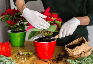 7 Signs You Need to Repot Your Plant Picture