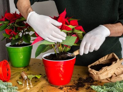 A 7 Signs You Need to Repot Your Plant