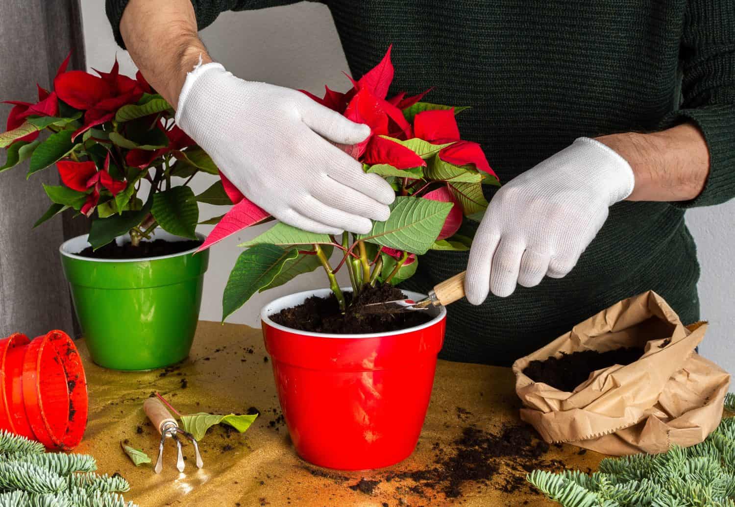 Transplanting Poinsettia Christmas Flowers into red and green pots, man transplanting flowers, home decoration at Christmas,Merry Christmas Concept