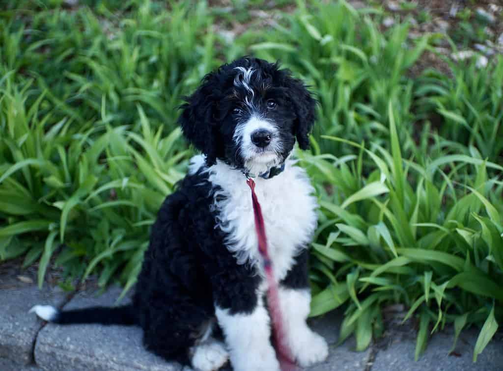 Three month old Bernedoodle puppy out for a walk.
