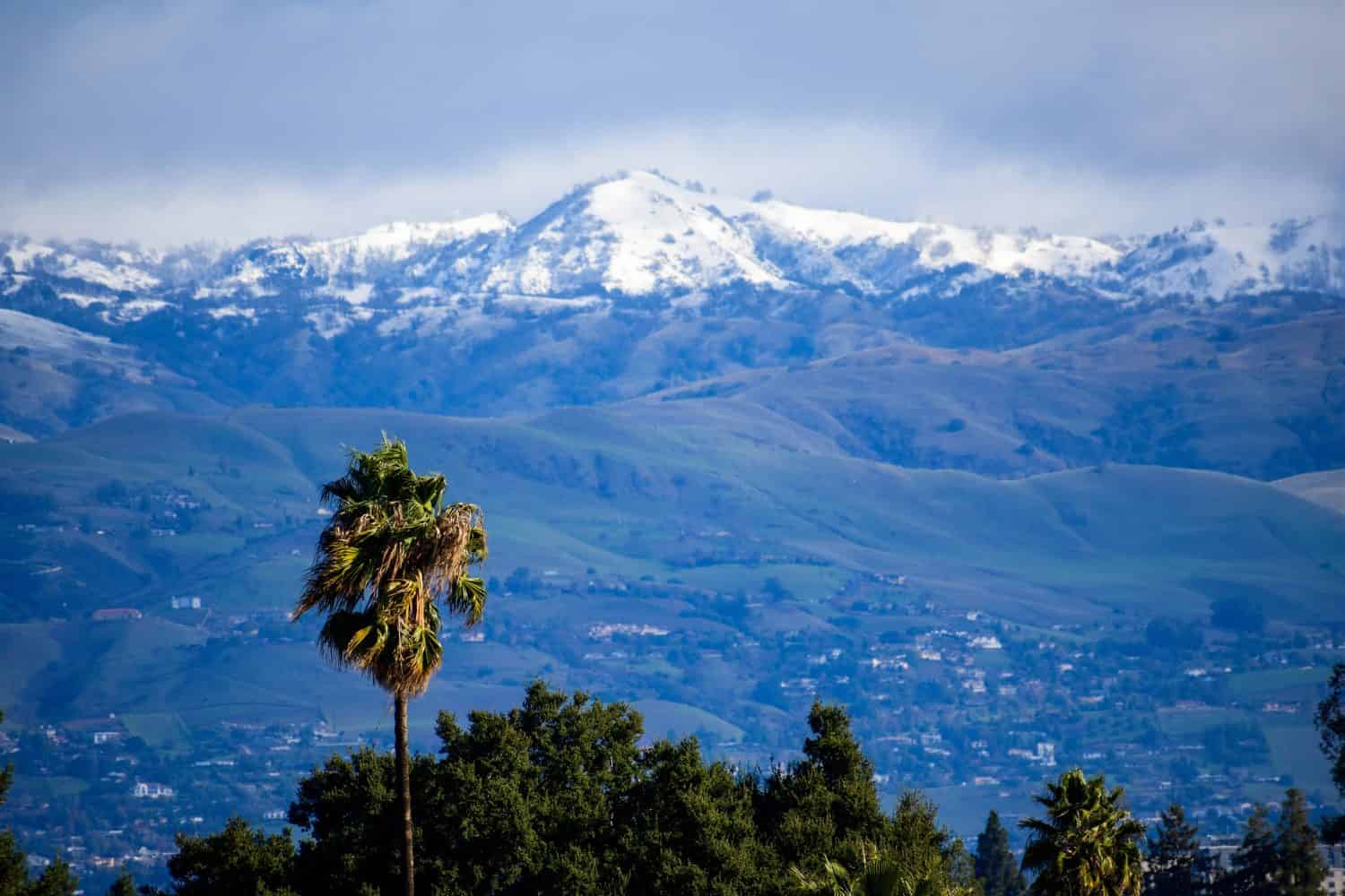 Lonely palm tree in front of blurred scenic view of snow covered San Francisco Bay Area peaks of Diablo mountain range above residential area of San Jose, California