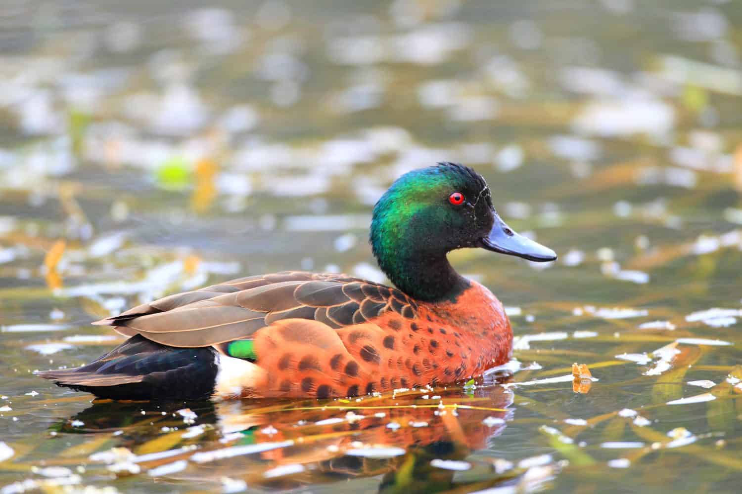 Chestnut Teal (Anas castanea) in New South Wales, Australia
