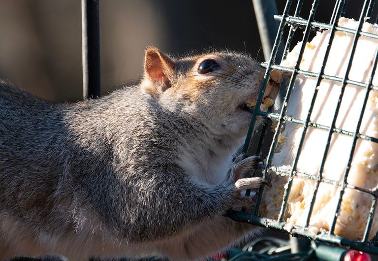 Squirrel attack the bird feeder to get suet