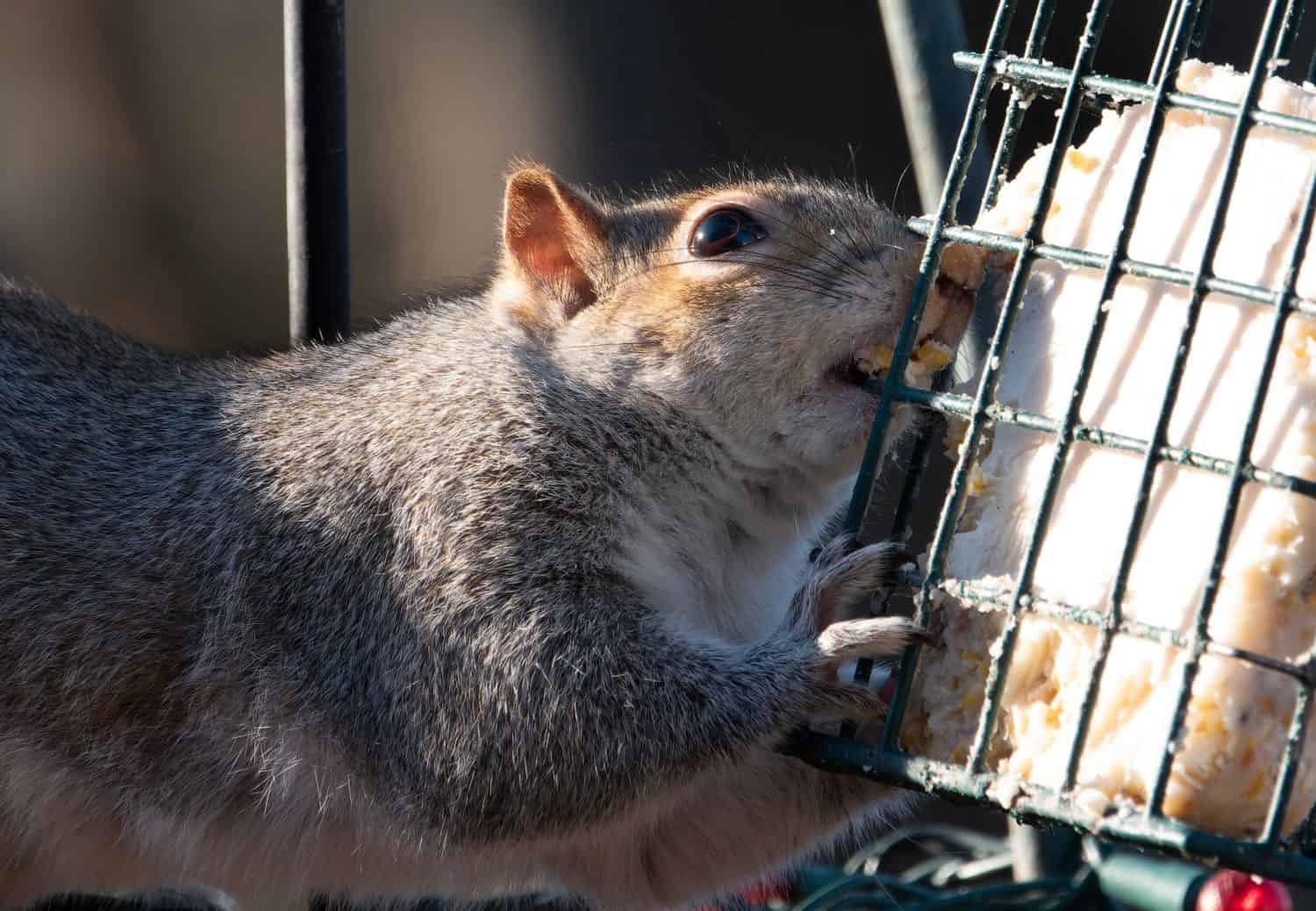 Squirrel attack the bird feeder to get suet