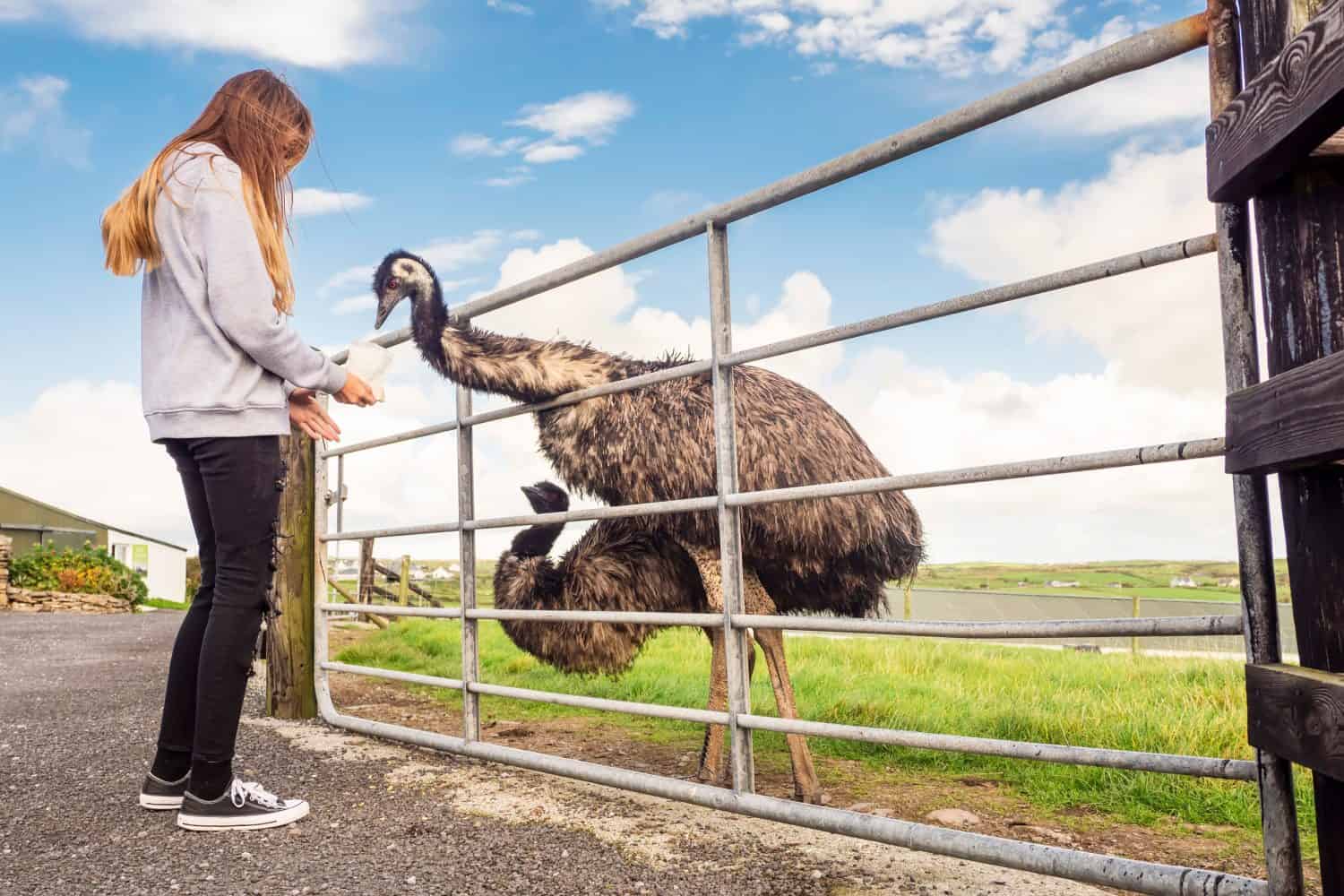 Teenager girl feeding huge brown emu birds in an open zoo or farm. Warm sunny day. 
