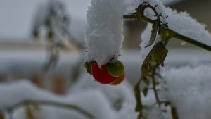 Can Tomato Plants Survive Winter? 9 Tips for Keeping Them Alive Picture