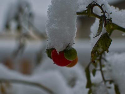 A Can Tomato Plants Survive Winter? 9 Tips for Keeping Them Alive