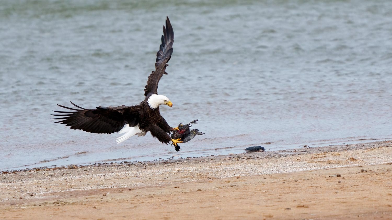 An Adult Bald Eagle Catches an American Coot at a Lake
