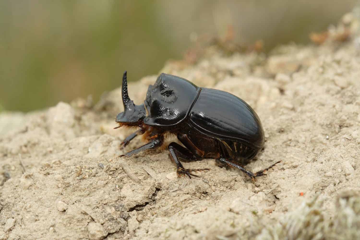 Copris lunaris, Horned Dung Beetle, Scarabaeidae, male with nasal horn,