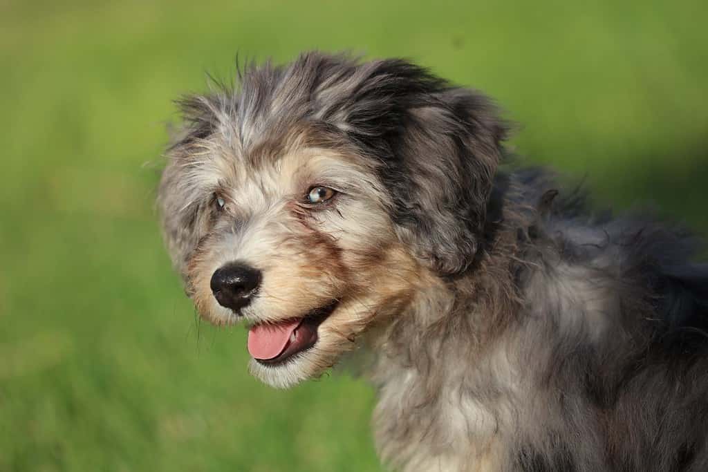 Portrait of a blue Merle Bernese mountain dog poodle mix