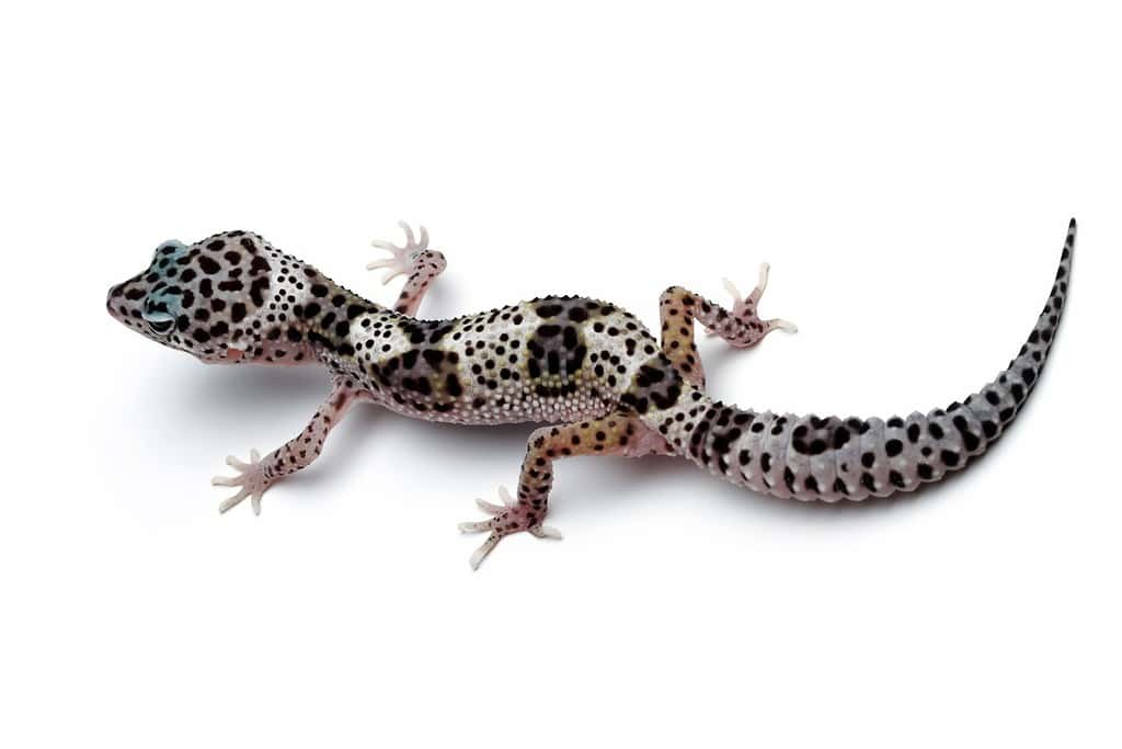 Fat-tailed geckos isolated on white background, leopard gecko lizard, eublepharis macularius