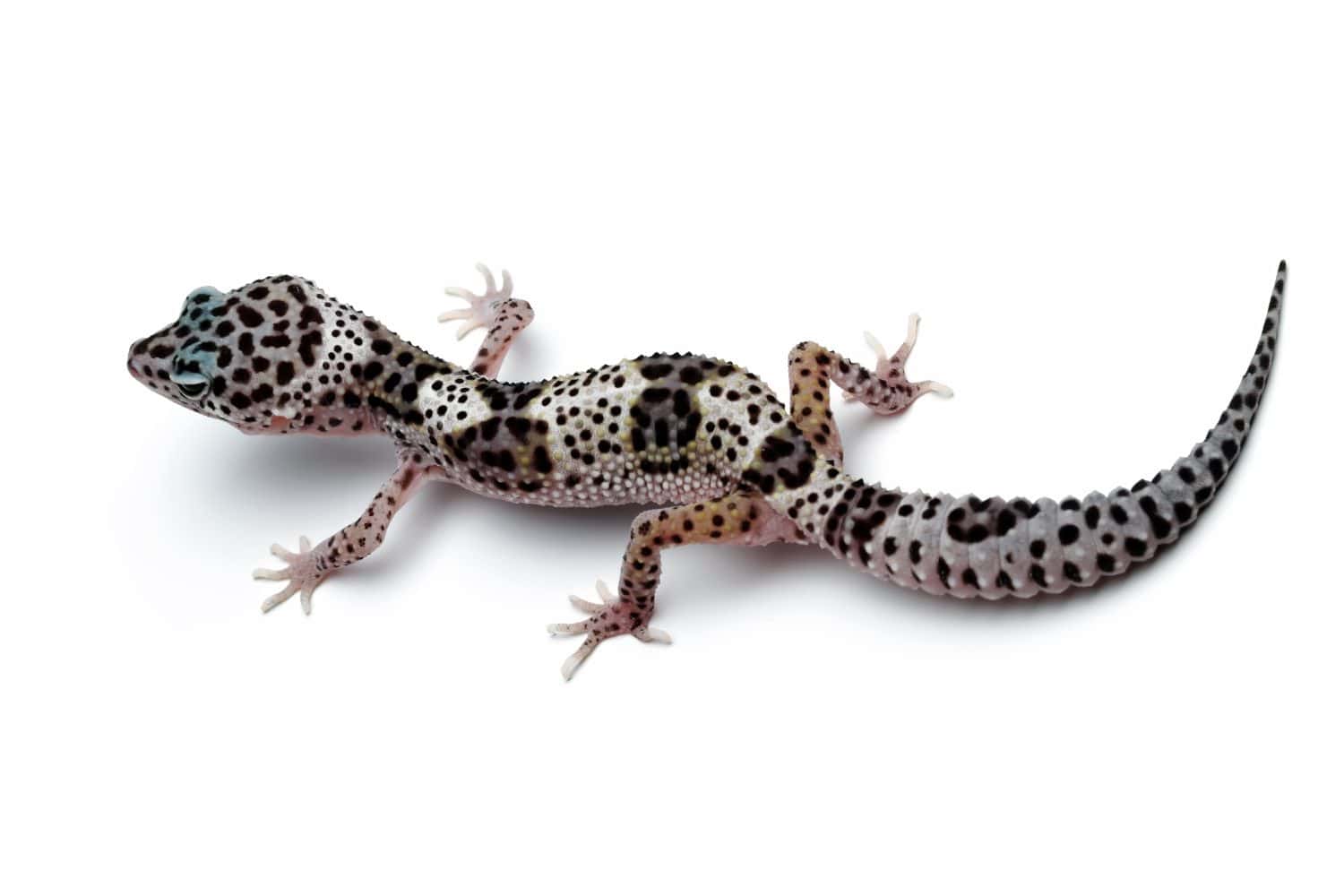 baby leopard gecko lizard