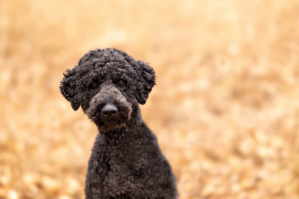 A black bernedoodle looking at the camera