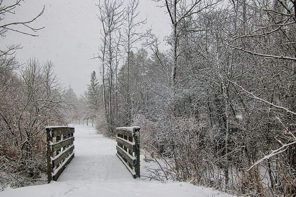 A gentle snowfall creates a peaceful scene on a Winter day in the Kettle Moraine State Forest near Kewaskum, WI