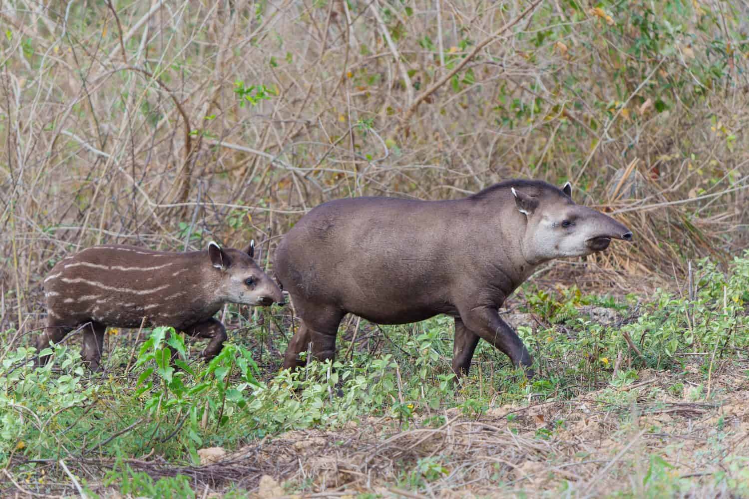 Mother Tapir and her cute striped calf. These South American tapirs (Tapirus terrestris), also commonly called the Brazilian tapir, where searching for fruit in the North Pantanal in Brazil.