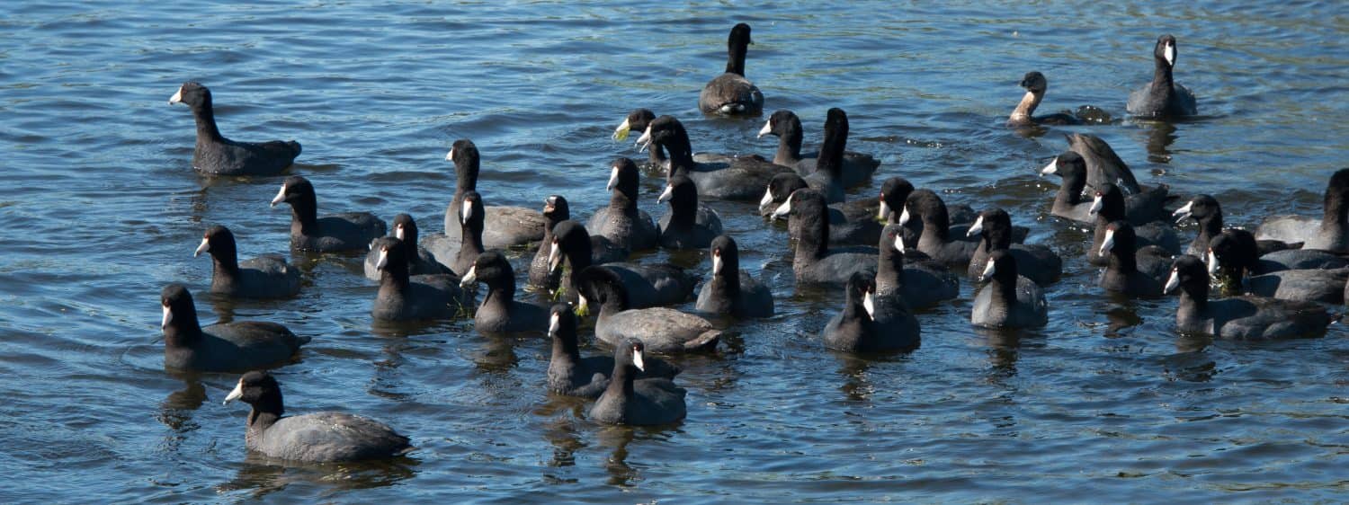 American Coots in Brazos Bend State Park, Texas
