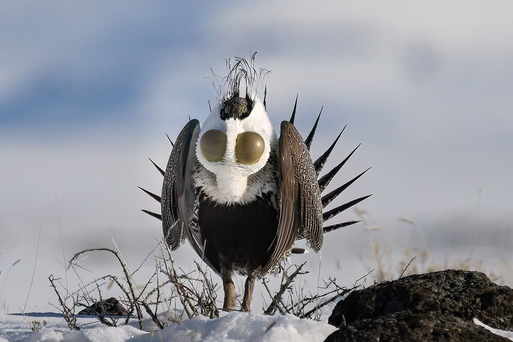 Male Greater-sage grouse (sage hen) (Centrocercus urophasianus) calls for the ladies from his snow-covered sagebrush lek with his spectacular breeding display in the Eastern Idaho plains.