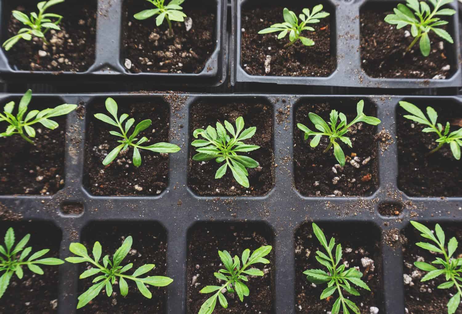 Small Marigold or Tagetes seedlings grow in soil in small plastic pots, top view, close-up.