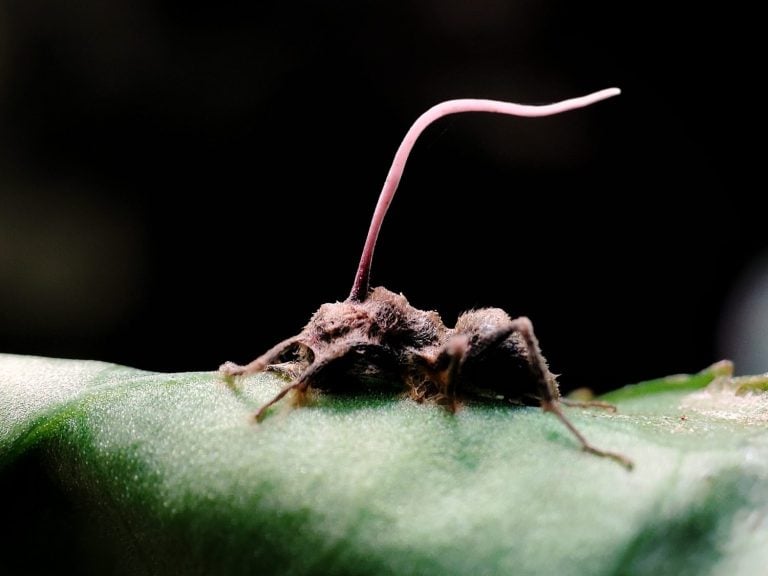 A dead ant overgrown with Cordyceps fungus
