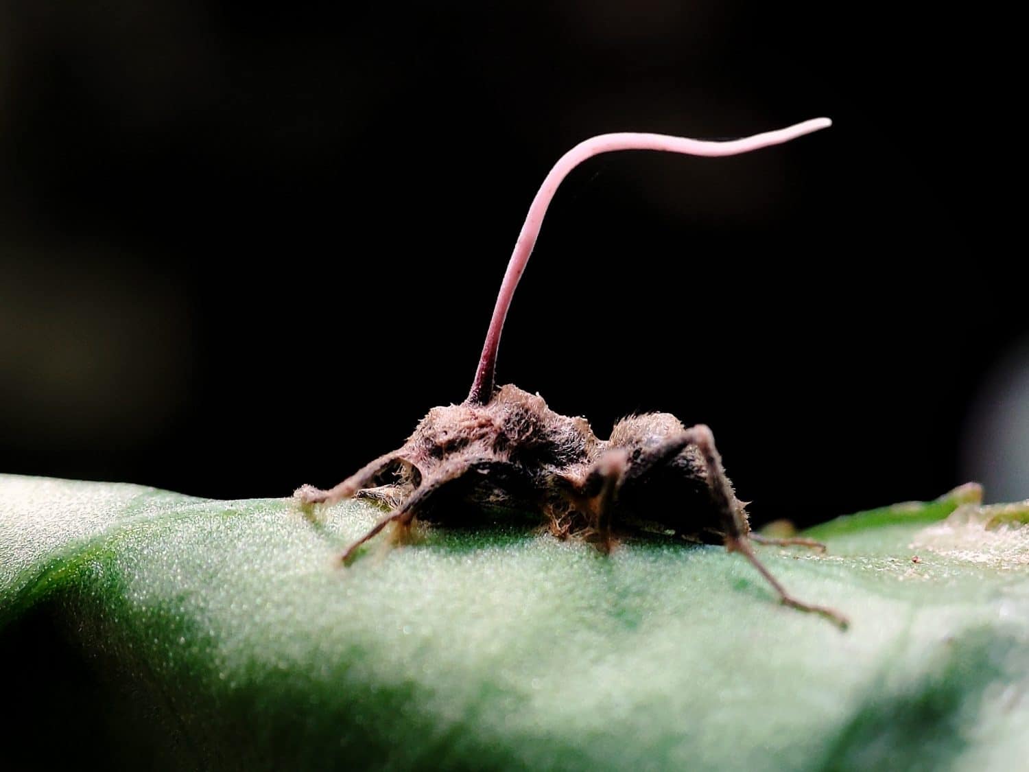 A dead ant overgrown with Cordyceps fungus