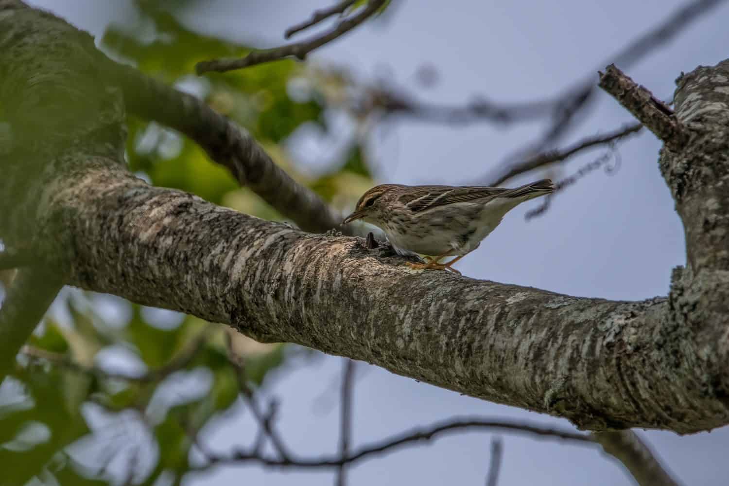 A female blackpoll warbler on a tree branch with blue sky in the background, full side view of bird.