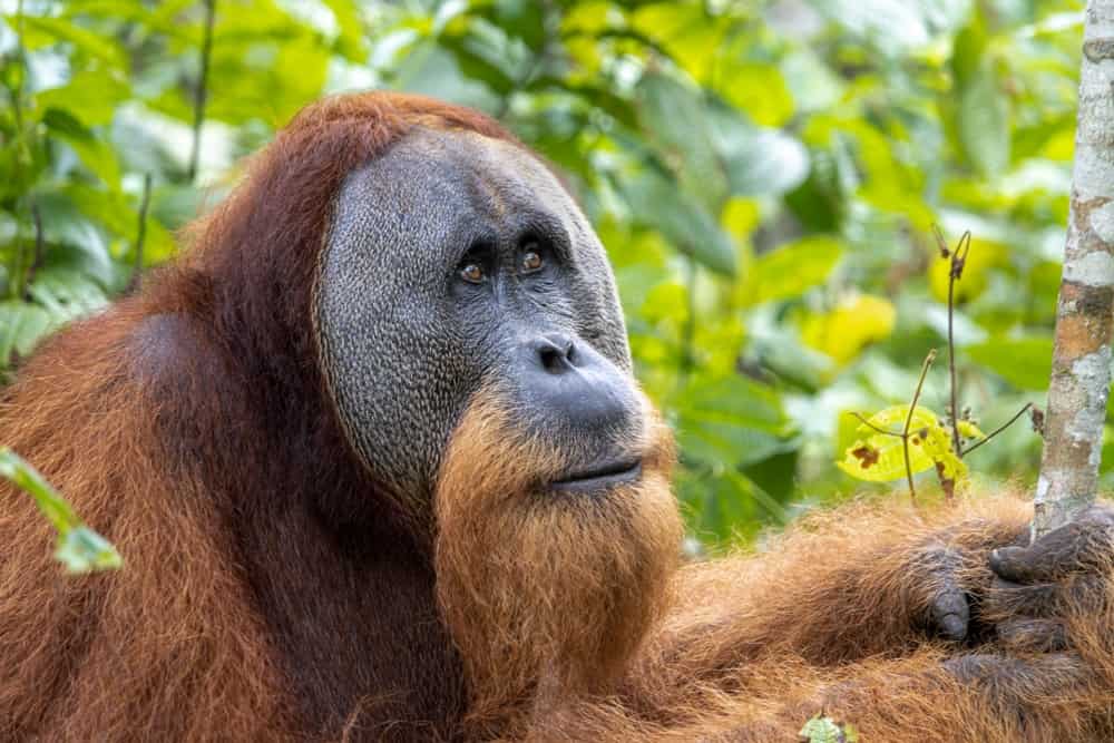 The close-up portrait of a Tapanuli orangutan holding a stick in the greenery