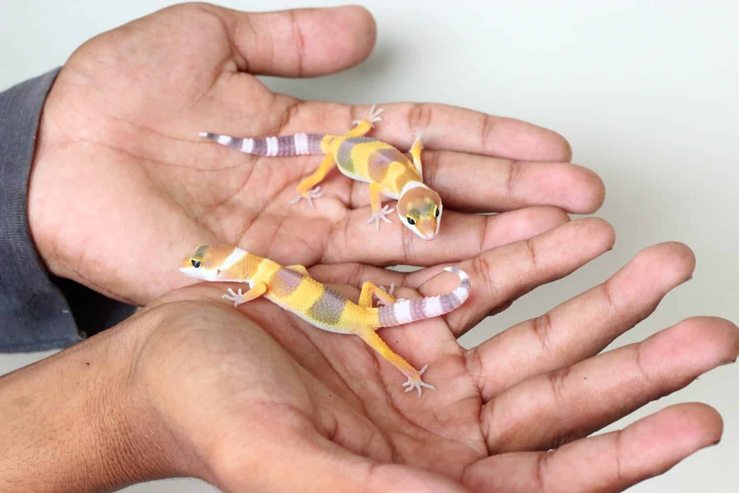 two baby leopard gecko on my hand