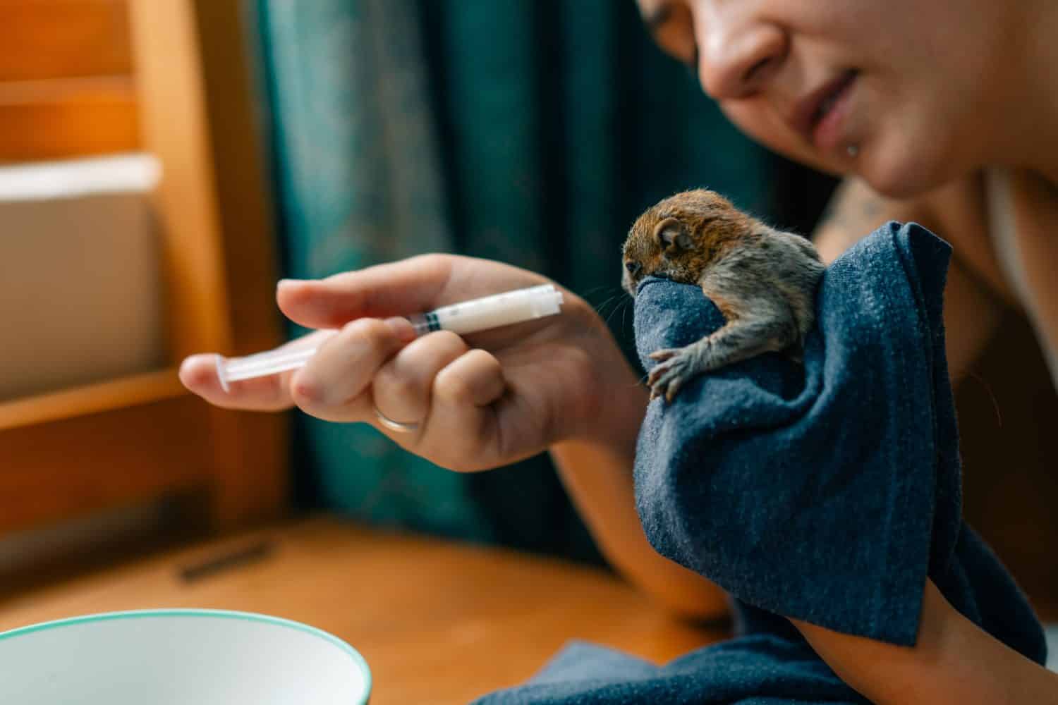 a baby squirrel drinking milk from a syringe. High quality photo