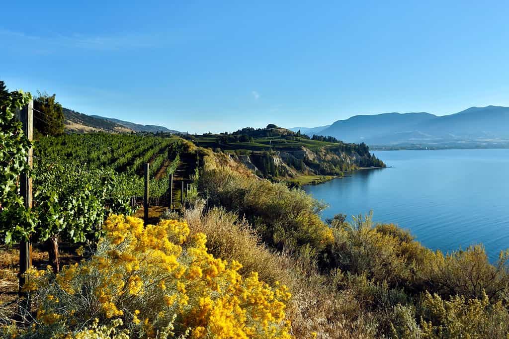 Winery vineyard overlooking Okanagan Lake located on the Naramata Bench situated in Naramata and Penticton, British Columbia, Canada.