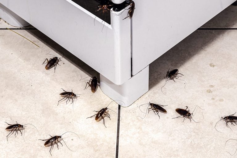 cockroach infestation in the kitchen, insects on the dirty floor, lack of hygiene and need for cleaning, macro photography