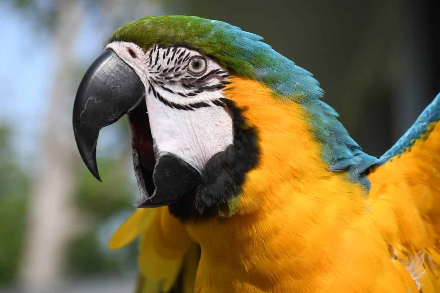 Blue and Gold Macaw screeching