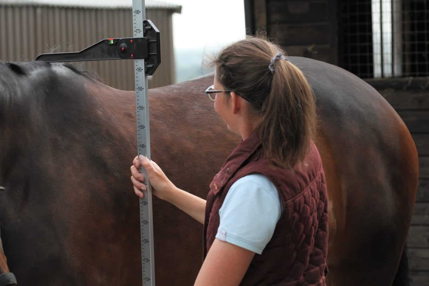 Horses height being measured with an equestrian measuring stick. Equine  