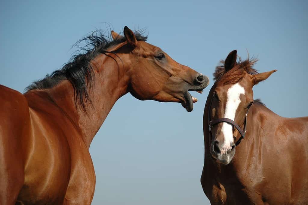 Playfull horses in the pasture