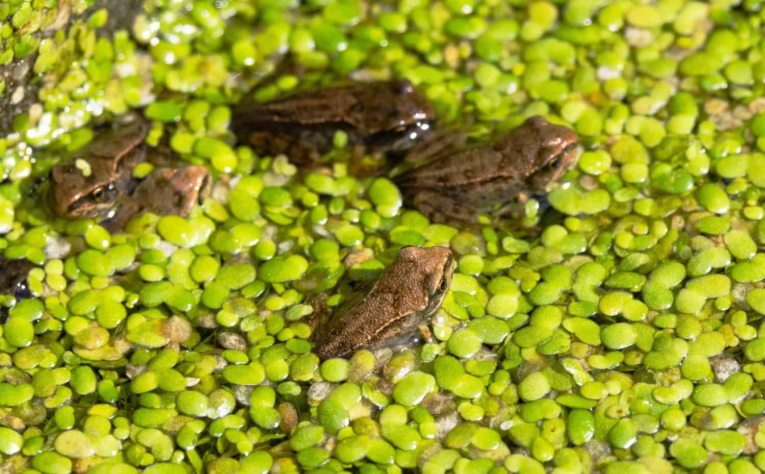 In late spring tiny Common Frogs start to emerge having completed their metamorphosis from aquatic tadpoles. They can now obtain oxygen from lungs and through their skin.
