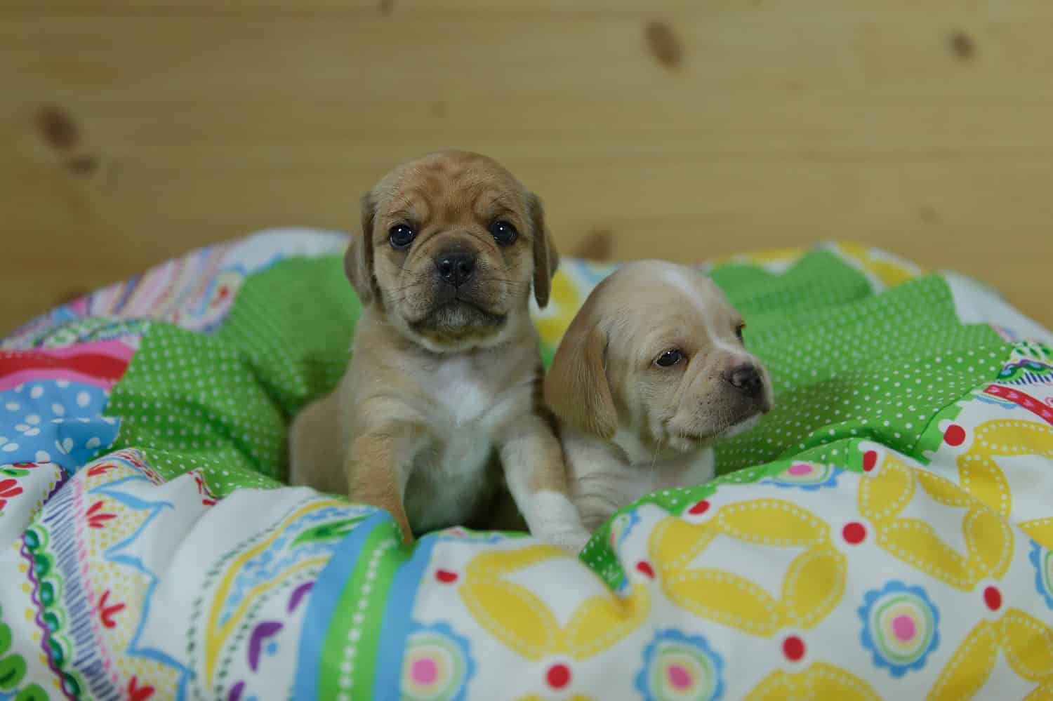 Sweet Puggle Puppies in their dog bed