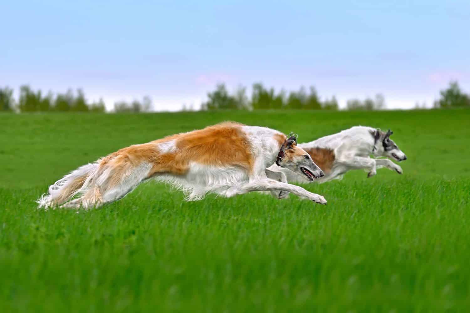 Two beautiful russian borzoi dogs running lure coursing competition on a green field