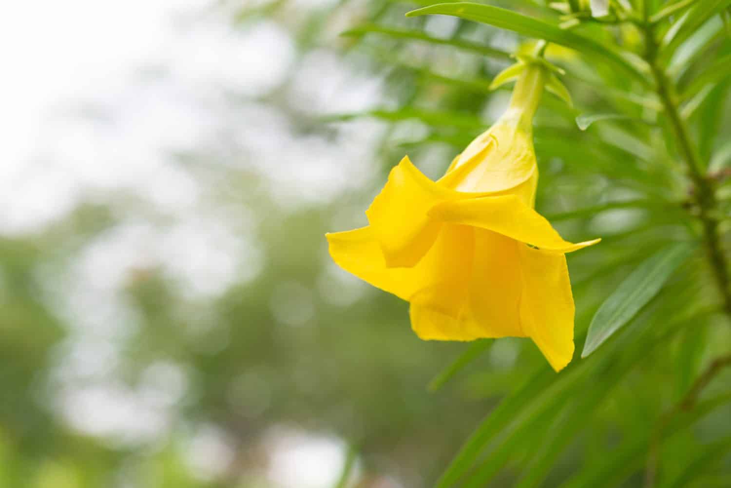 Trumpet flower or Yellow Oleander (Thevetia peruviana). Beautiful flower blooming in sunny garden, botanical nature background. Vibrant tropical blossom in full bloom on nature background