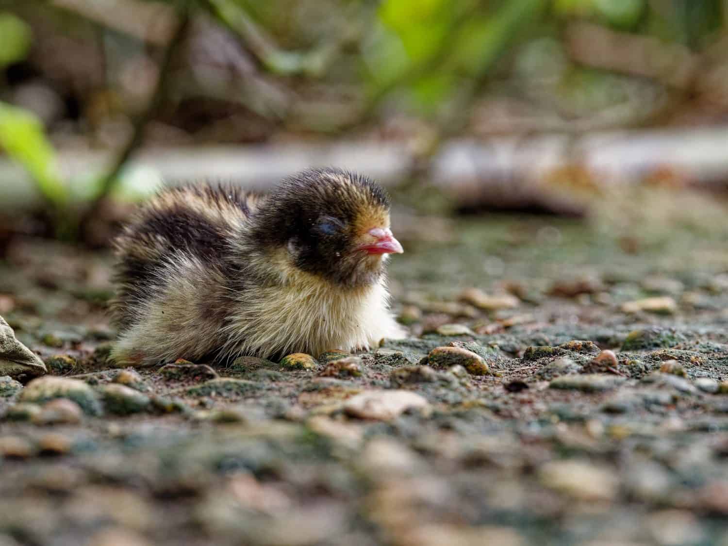 baby quail lost on the ground