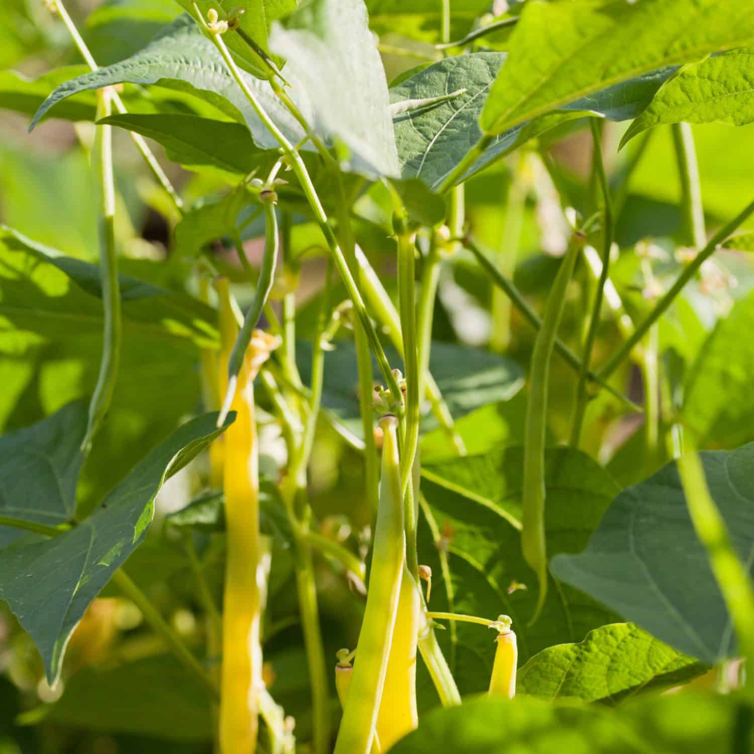 Phaseolus vulgaris - a bush of Dwarf Beans with yellow pods. Plant is called French Bean or Green Bean - producing healthy and delicious pods.