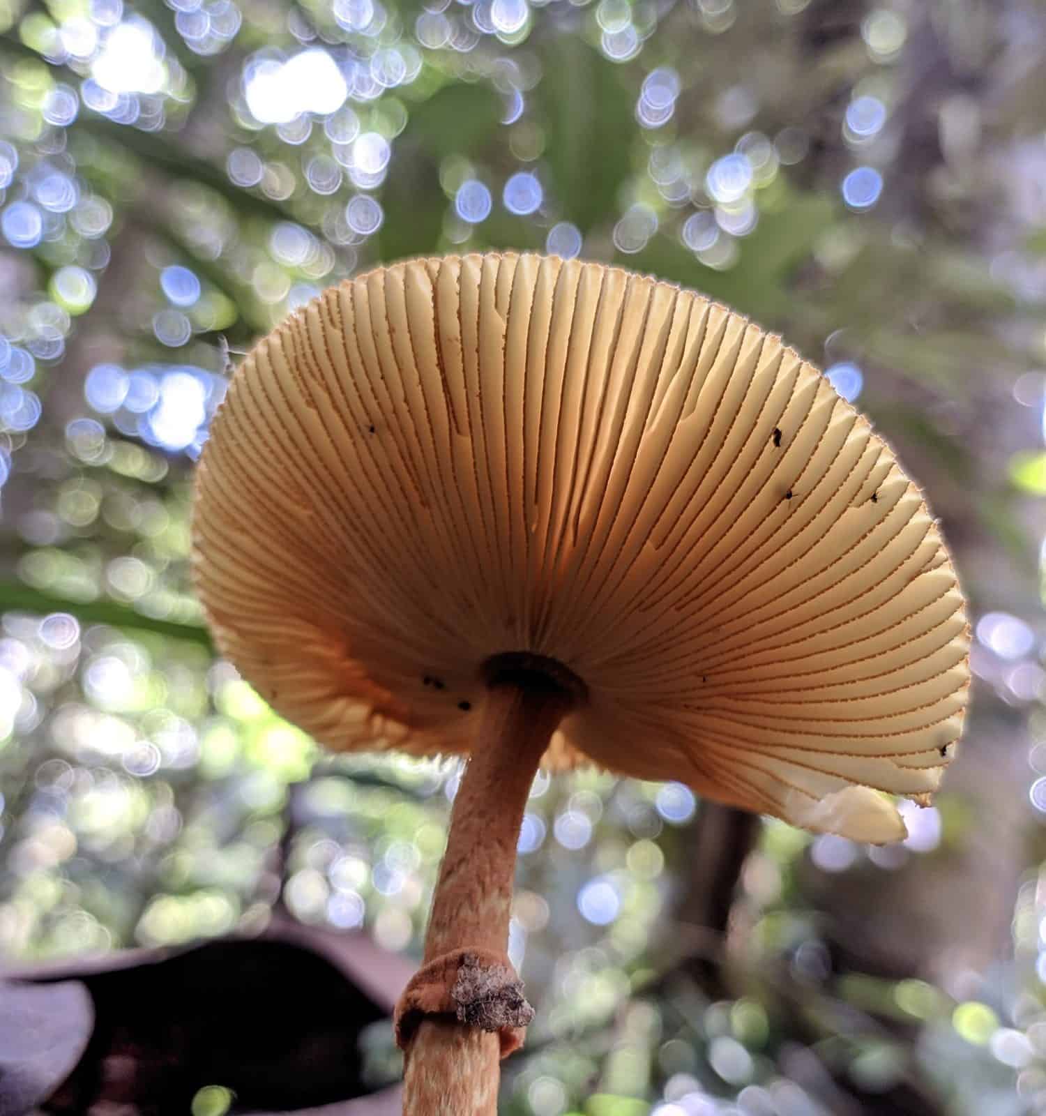 Macro photo of Amanita subjunquillea mushroom taken from below