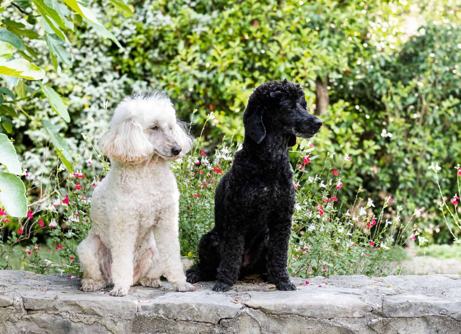 black and white poodles staying in nature, in summer