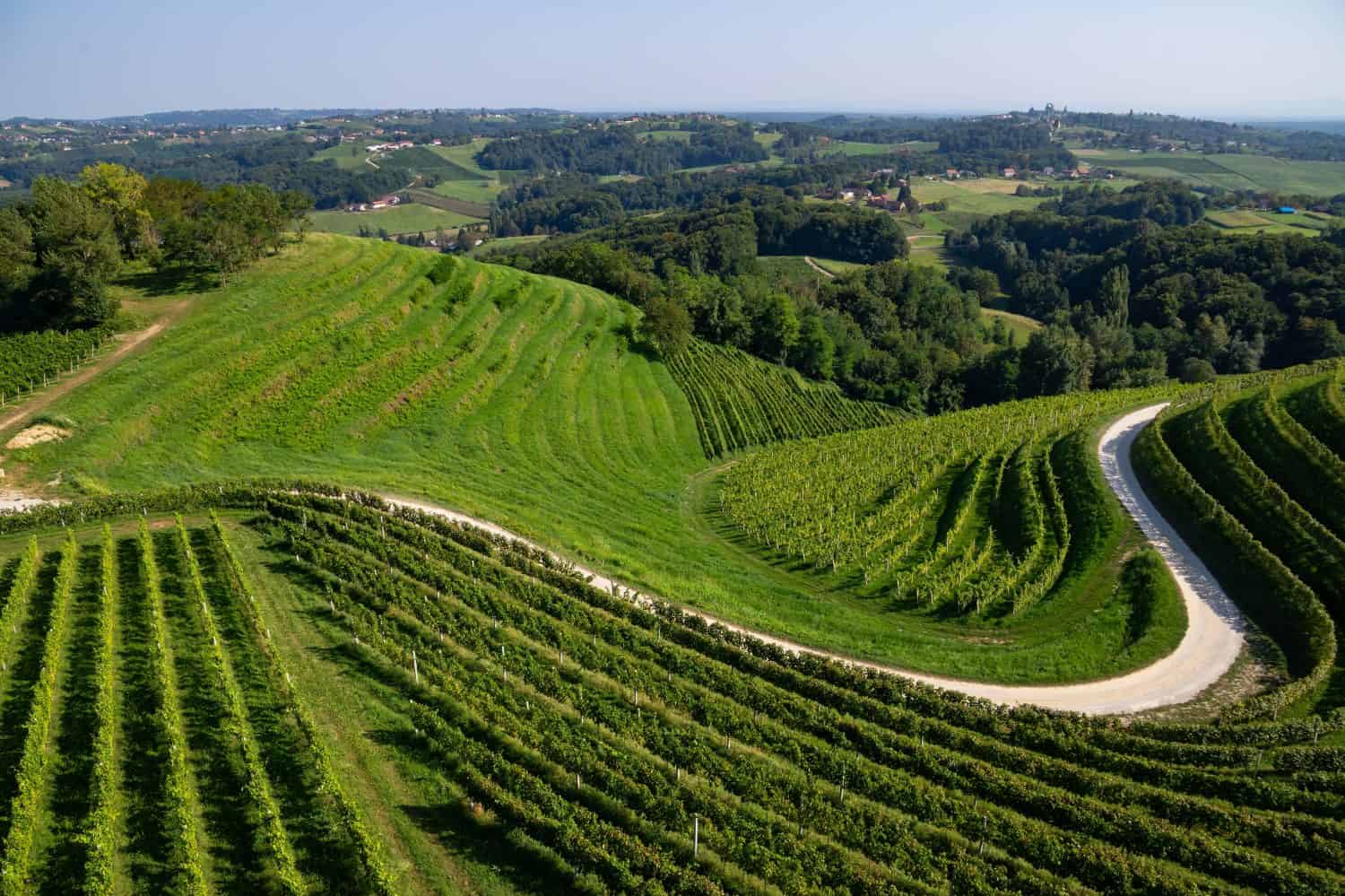 Beautiful green rows of vine in vineyards of Štrigova, situated on Mađerka hill near the border with Slovenia, in northern Croatian region of Međimurje on a sunny summer day